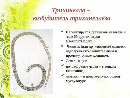 Заражение человека круглыми червями