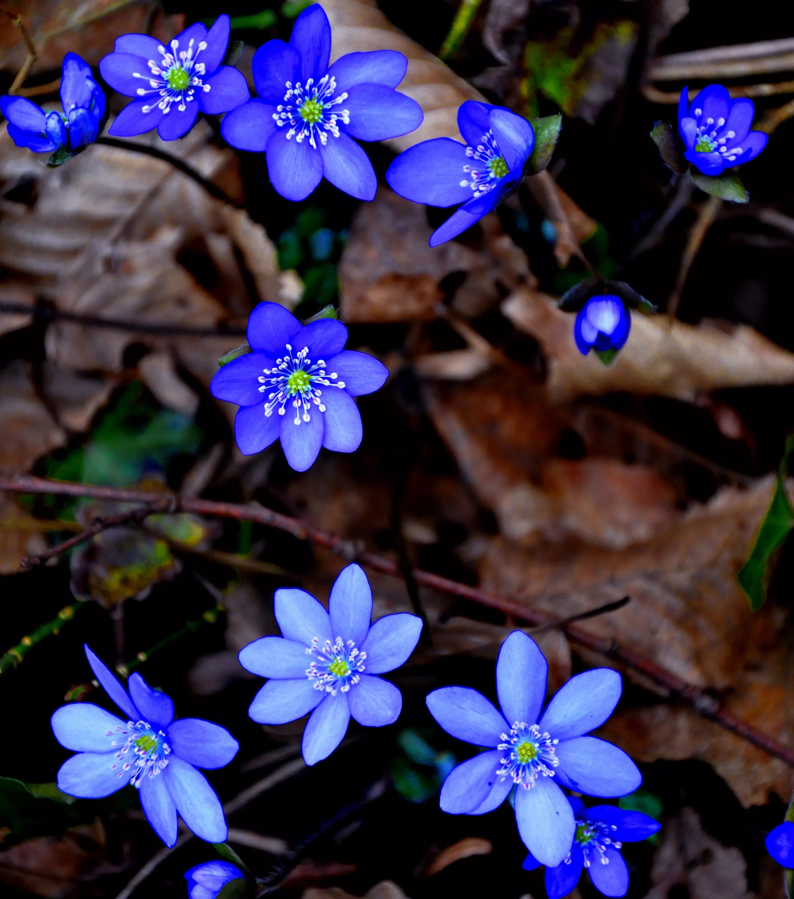 Ранние цветы синего цвета. Hepatica Nobilis. Печеночница лепестки. Цветет гепатика. Печеночница Джефферсона.