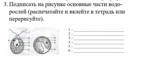 Тест водоросли 6 класс биология. Тест по биологии 6 класс водоросли. Водоросли биология 6 класс тест. Самостоятельная работа по биологии 5 класс водоросли. Водоросли 5 класс биология тест.