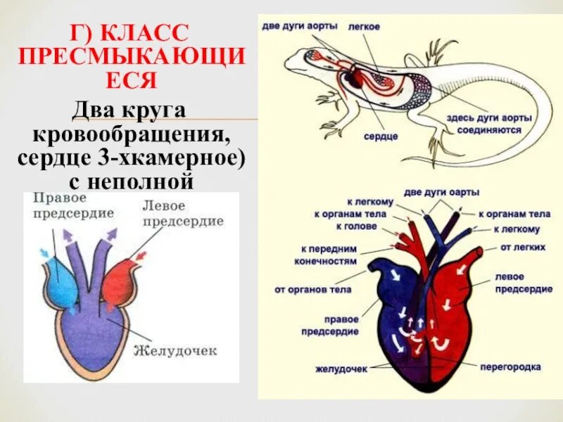 Какая кровь течет от легких у рептилий