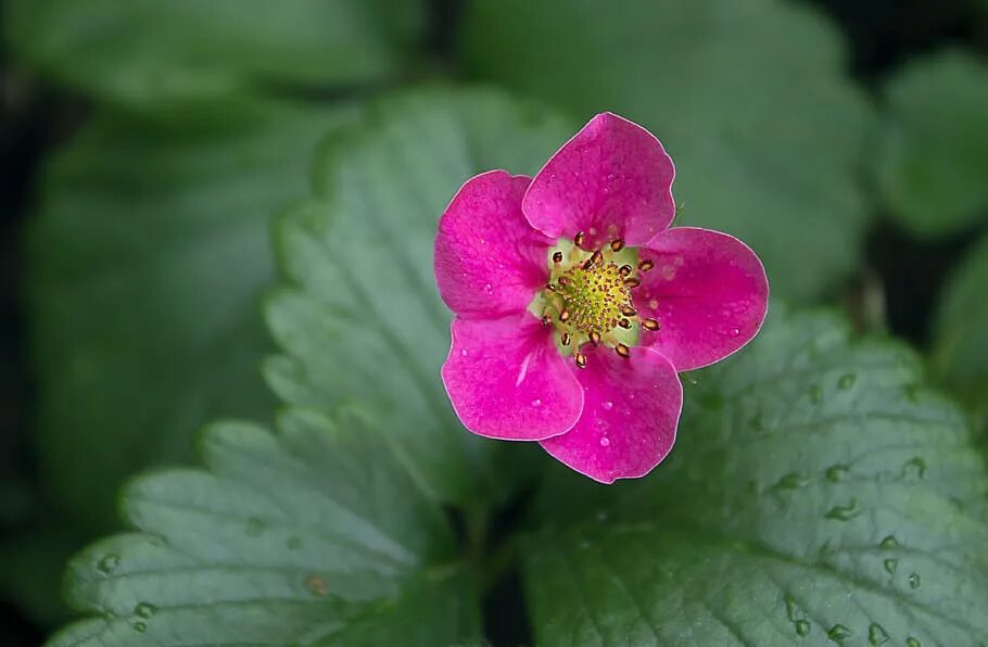 Strawberry flowers