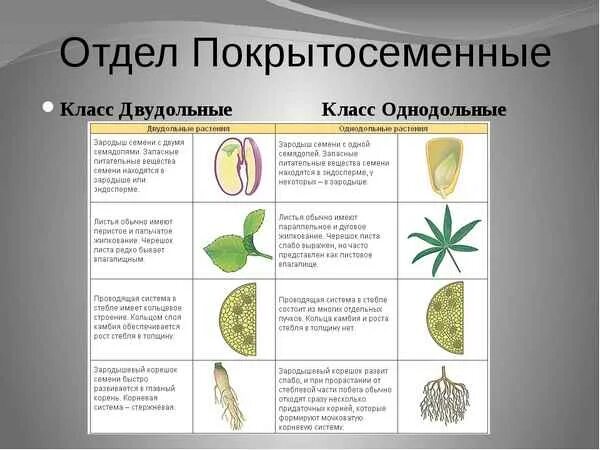 Хвощовые однодольные двудольные хвойные. Отдел: Покрытосеменные растения(цветковые) класс: Однодольные. Семейства однодольных и двудольных растений 6 класс биология. Классификация покрытосеменных растений класс двудольные. Признаки цветковых растений Однодольные.