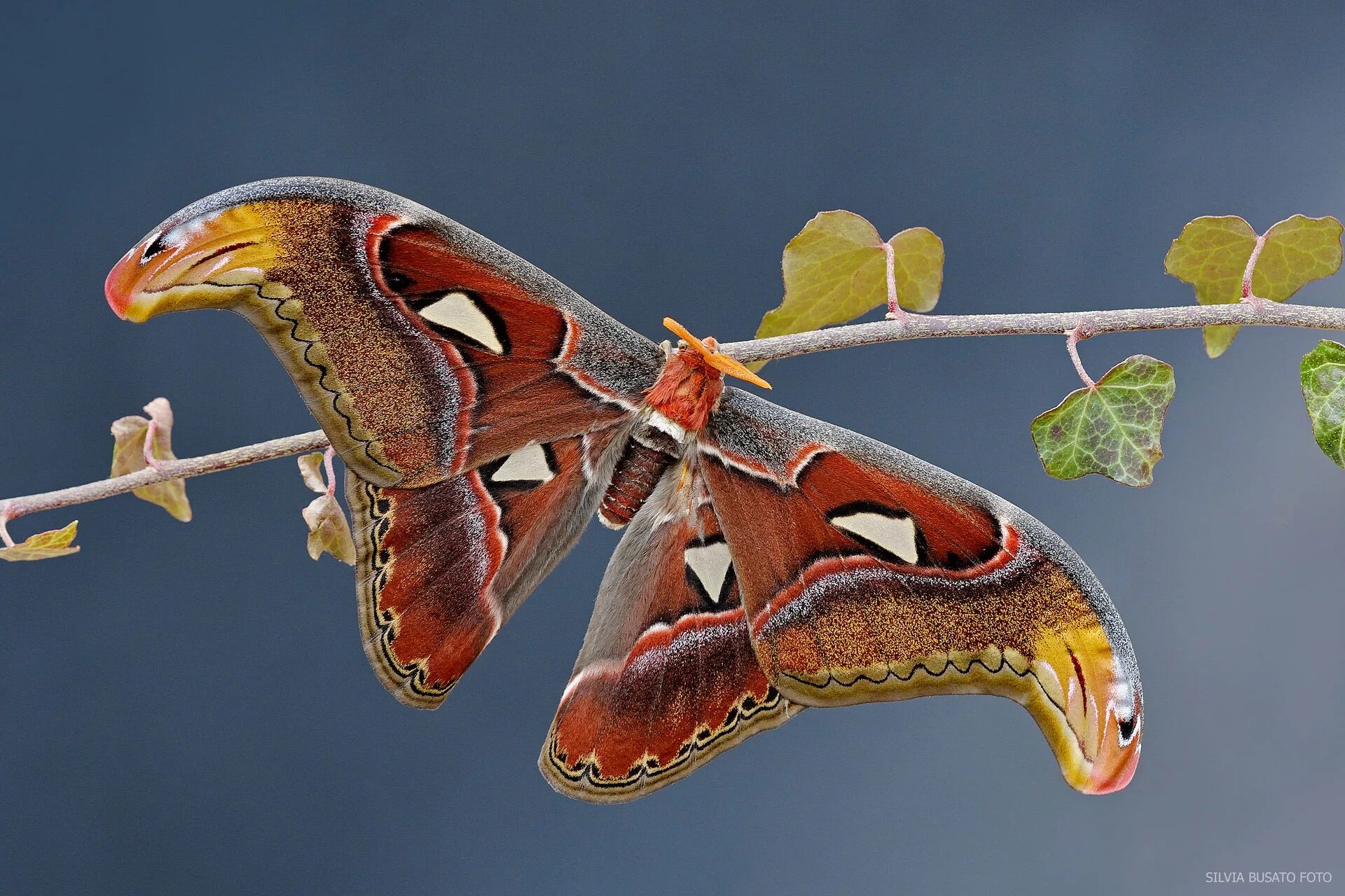 Павлиноглазка атлас. Бабочка павлиноглазка атлас. attacus atlas бабочка. павлиноглазка атлас attacus atlas. бабочка сатурния атакус.