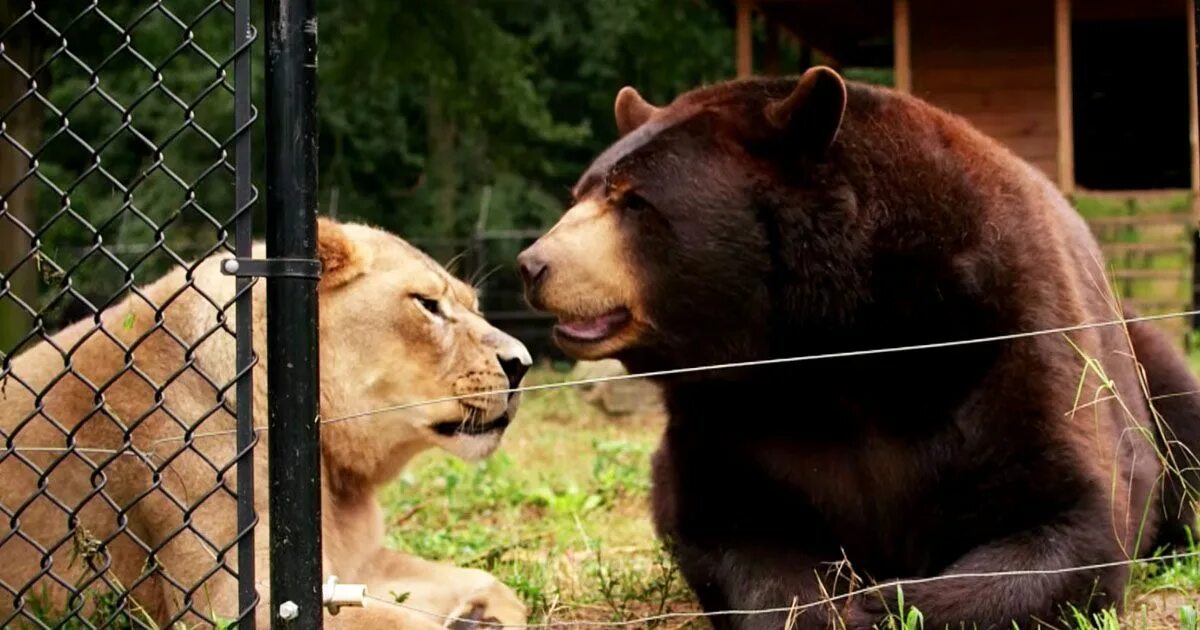 Лев против медведя. Тигр и медведь. Лев и медведь. Лев тигр и медведь. Медведь и львица.