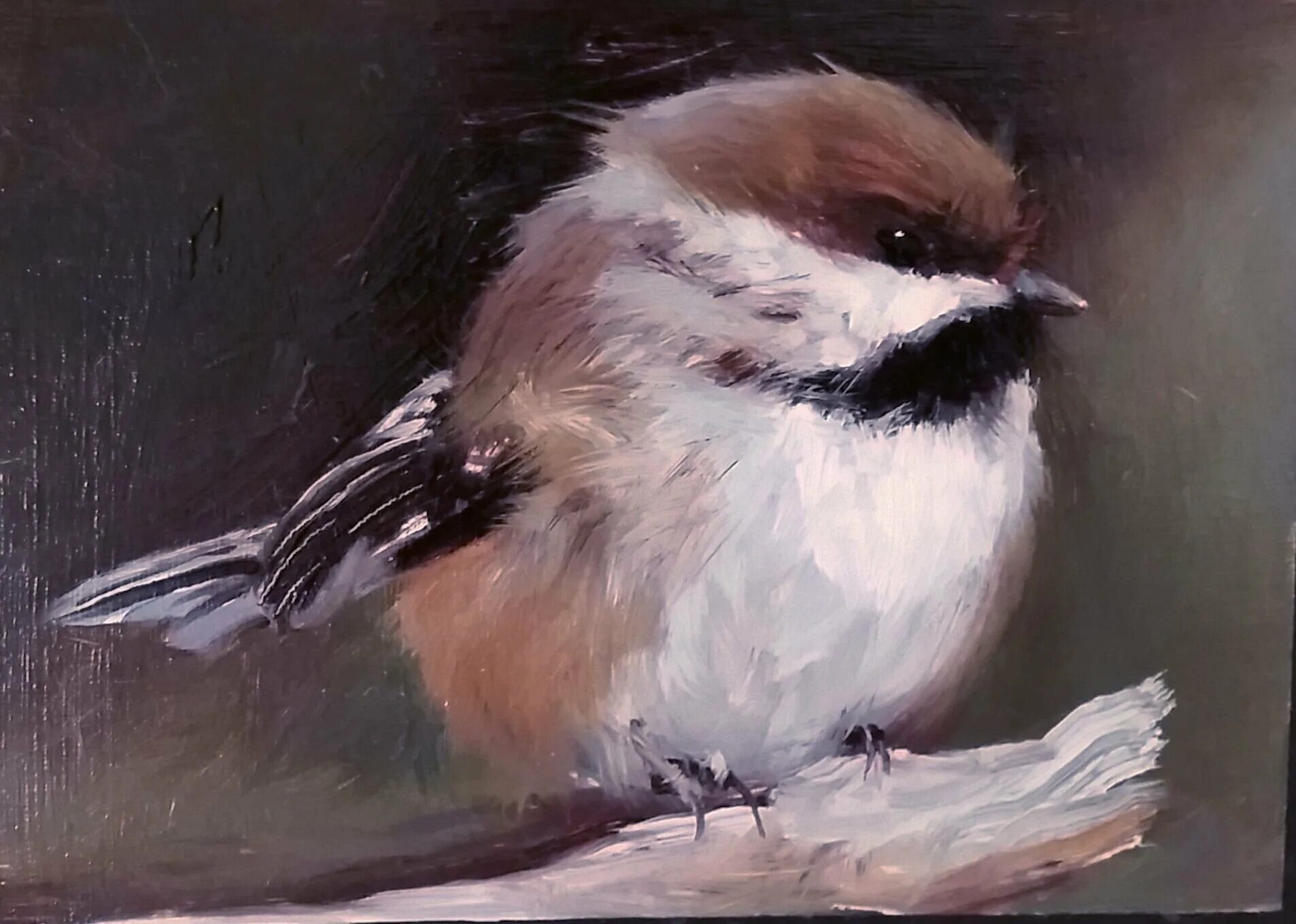 Рассказы ждановы дзен воробушек. Птицы в луже. Птицы акварелью. Картина воробей. Забавные птицы акварелью.