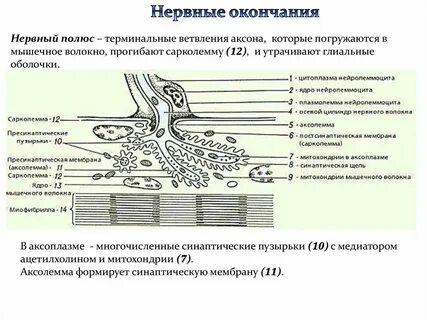 Рабочий орган чувствительные нервные окончания чувствительный