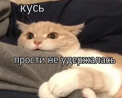 Я тебя кусь кусь ты меня мур
