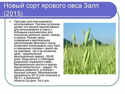 Характеристика сорта овса