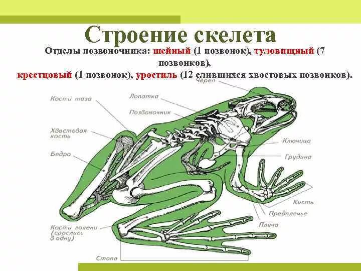 Строение функции земноводных. Строение функции земноводных