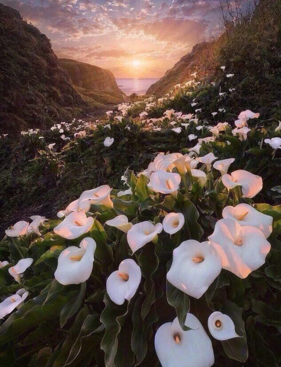 Невероятные цветы. Великолепные цветы. Невероятно красивые цветы. Каллы в природе. Цветы необыкновенной красоты.