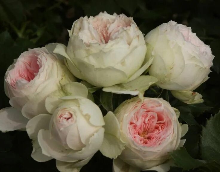 Pompom Veranda (Pashmina) Rose Spring 2023 - YouTube