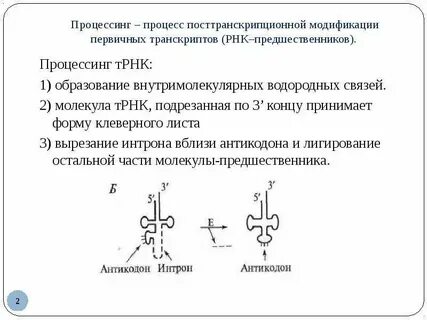 Процессинг созревание ирнк