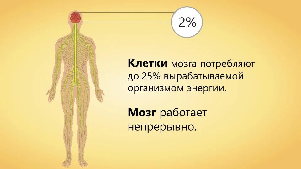 Сколько потребляет мозг. Головной мозг потребляет энергии. Мозг тратит энергию. Сколько ИОГЗ поьребляет жнергии. Сколько энергии тратит мозг.