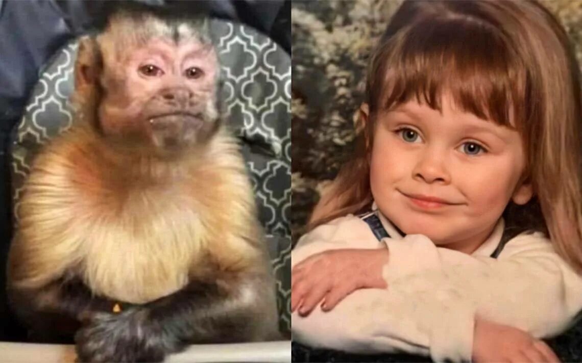 Покажи человека обезьяну. Обезьянка похожая на ребенка. Обезьяна с человеческим лицом. Мартышка с детьми.
