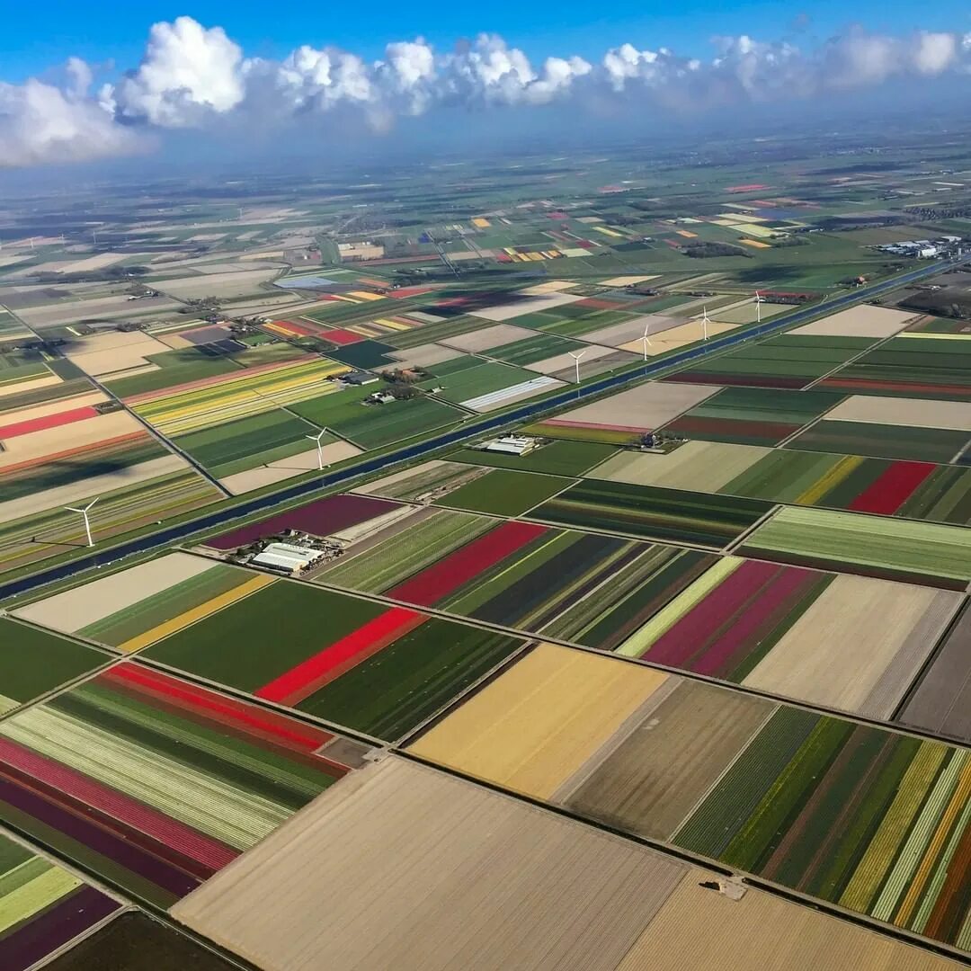 Где тюльпановые поля. Амстердам тюльпановые поля. Тюльпановые поля в Голландии Нидерланды. Плантации тюльпанов в Голландии. Тюльпановые поля в Голландии фото.