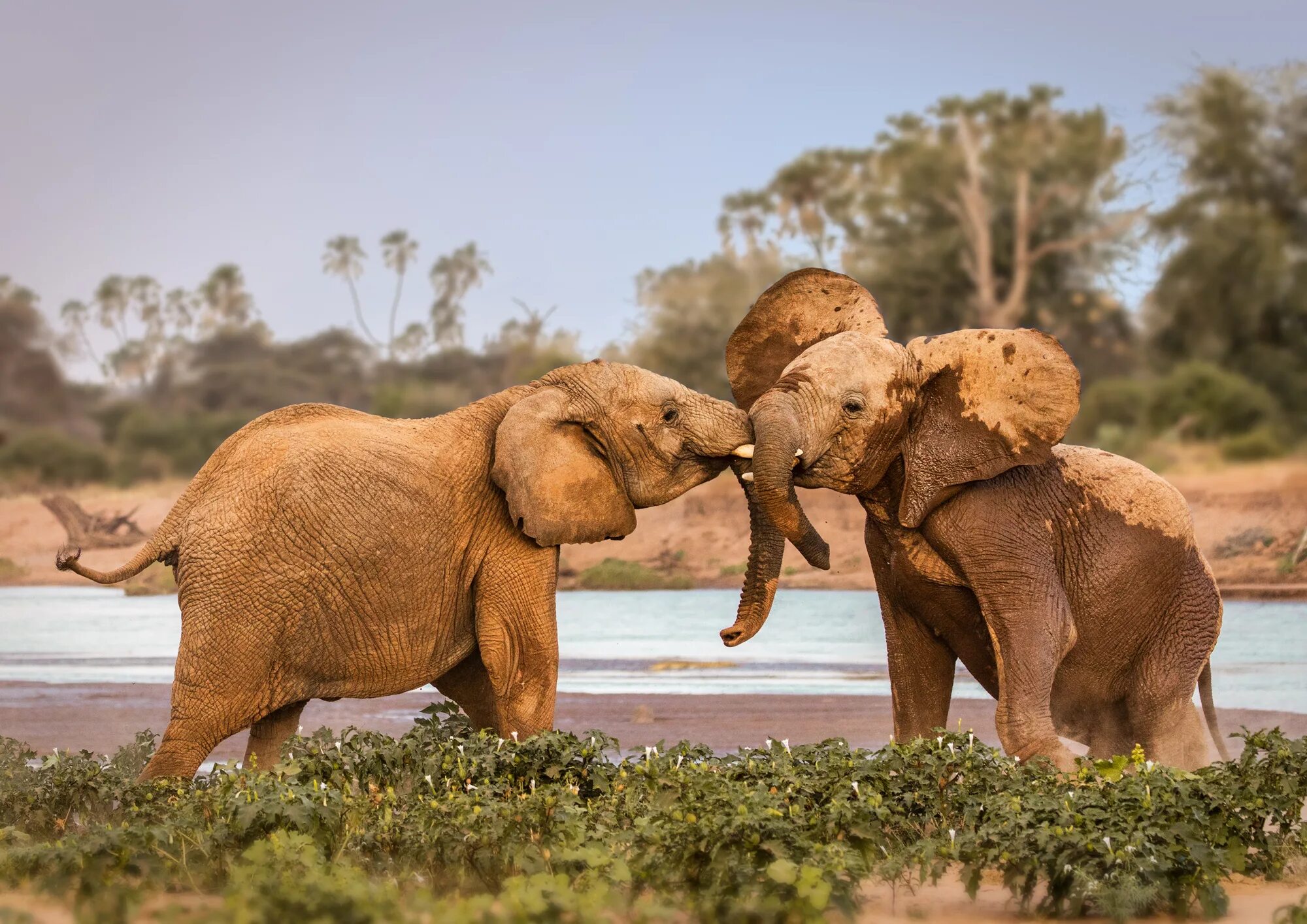 Two elephants. Слоненок. Слоны фото. Семья слонов. Красивые слоны.