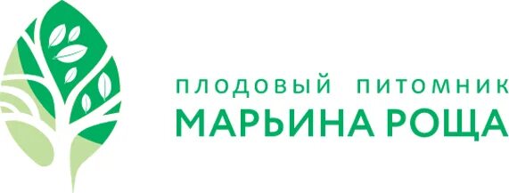 Елы палы тольятти. Марьина роща питомник растений каталог. Липа европейская pallida. Рощи питомник. Марьина роща питомник пермь каталог.