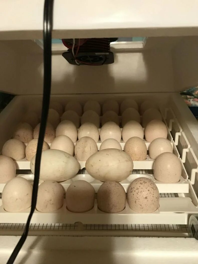 Инкубация гусиных яиц в инкубаторе Нептун. Гусиные яйца в инкубаторе. Инкубатор Теплушка гусиные яйца. Яйца инкубатор гусиные в инкубатор. Условия инкубации утиных яиц