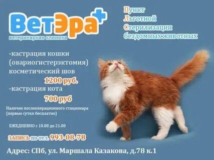 Кастрация кота спб
