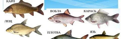 Рыбы семейства карповых фото и названия