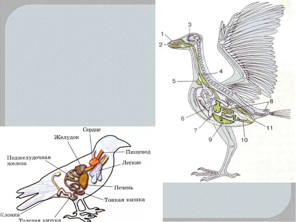 Выделительная система птиц. Пищеварительная система птиц. Строение пищеварительной системы птиц. Схема пищеварительной системы птицы. Пищеварительная система класса птиц