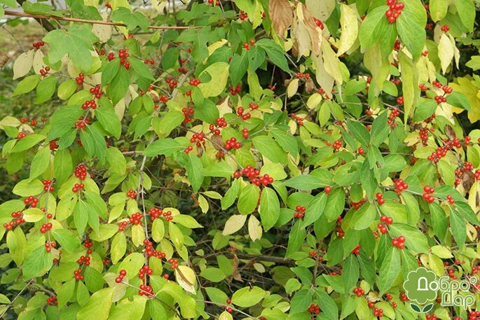 Файл:Sambucus racemosa ies.jpg - Википедия