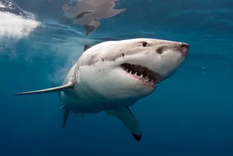 Desktop HD wallpaper: Sharks, Animal, Great White Shark free download backg...