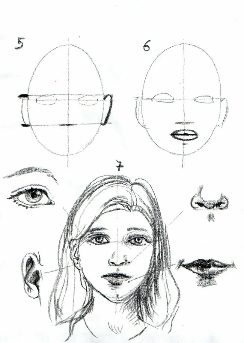 Нарисует какое лицо. Лицо рисунок. Рисование портретов для начинающих. Схема лица человека для рисования. Поэтапное рисование лица.