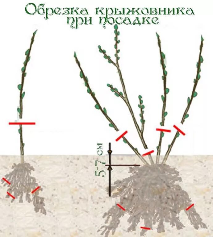 Схема обрезки крыжовника. Обрезанный куст крыжовника. Схема обрезки крыжовника осенью. Схема обрезки куста крыжовника. Обрезка крыжовника весной видео