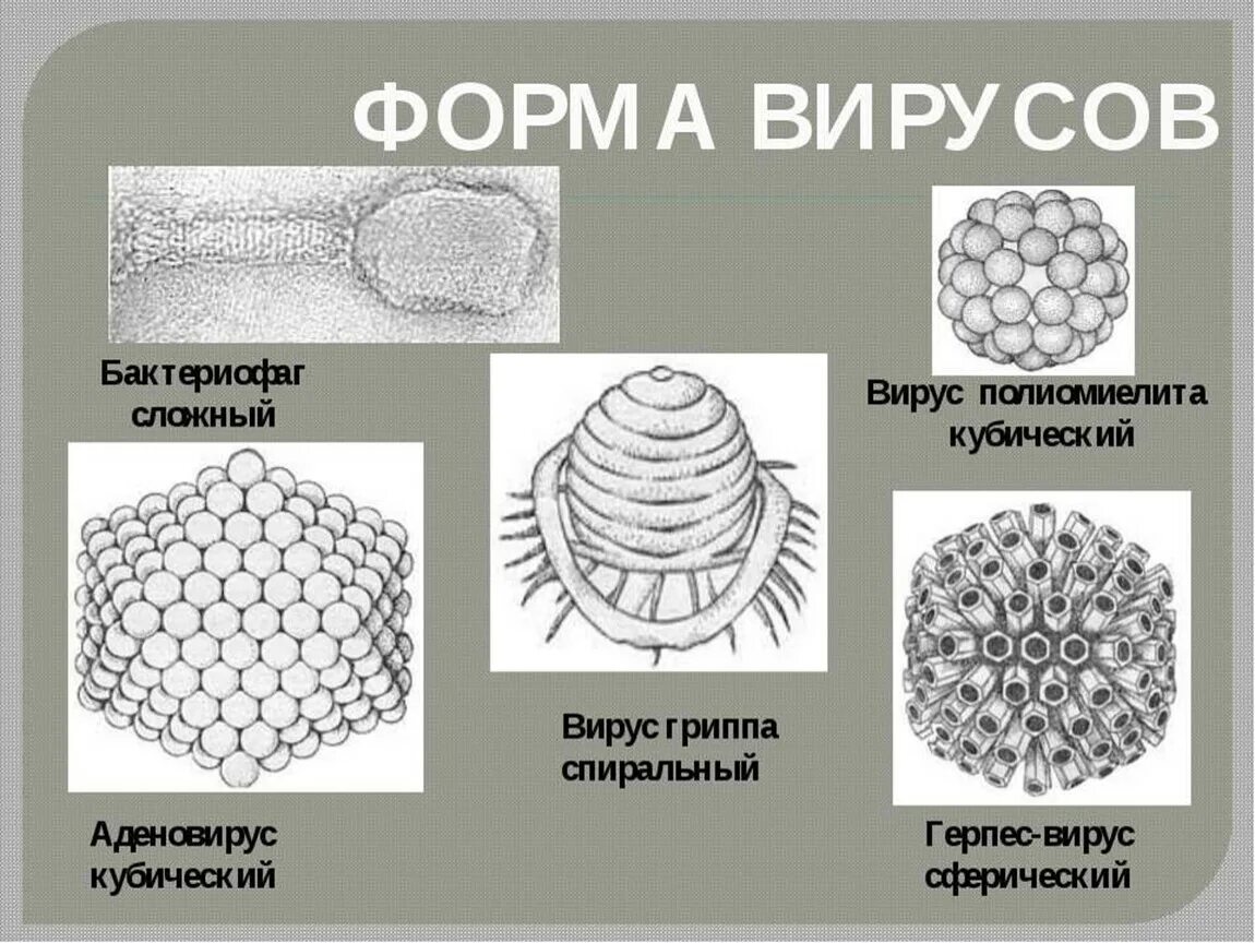 Вирусы относятся к форме жизни. Формы вирусов. Сферическая форма вируса. Формы тела вирусов. Гексагональная форма вируса.