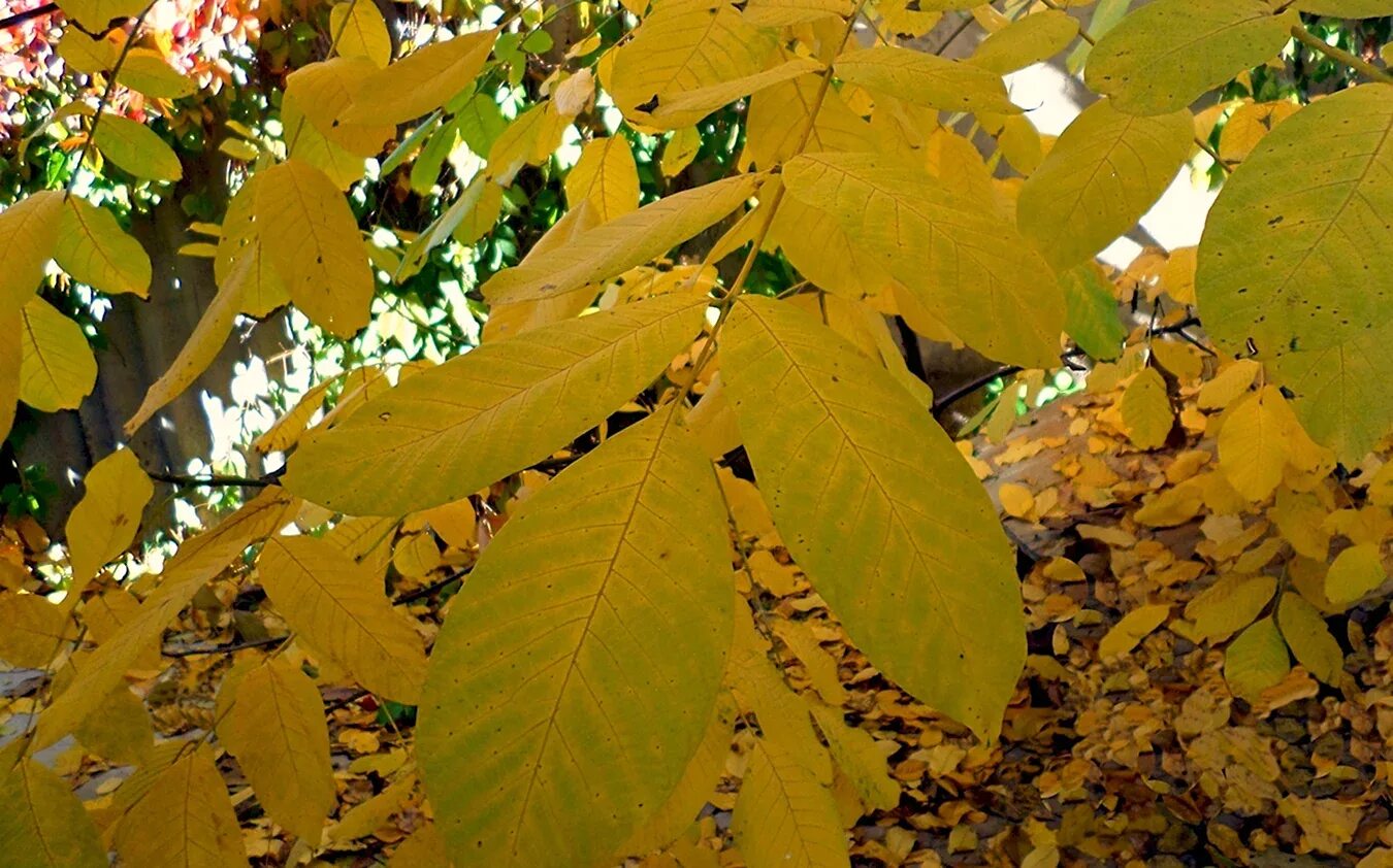 Файл:Fraxinus texensis kz02.jpg - Вікіпедія