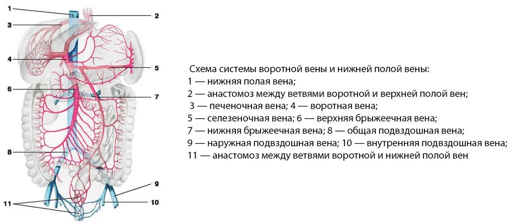 Схема системы воротной вены и нижней полой вены. Нижняя полая Вена схема. Система нижней полой вены схема. Система воротной и нижняя полая Вена.