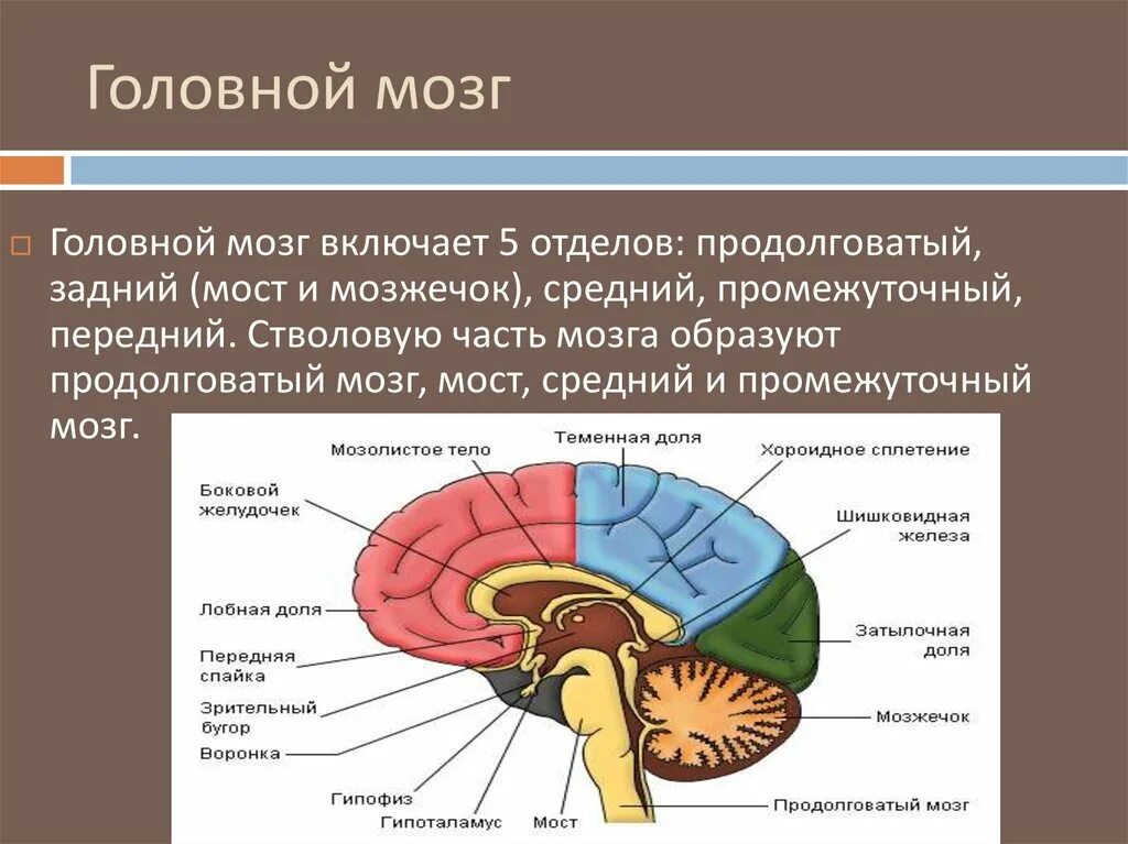 Продолговатый мозг входит в состав. Строение отделов головного мозга задний мозг. Строение задних отделов головного мозга схема. 5 Отделов продолговатого мозга головной мозг. Промежуточный мозг мост мозжечок средний мозг промежуточный мозг.