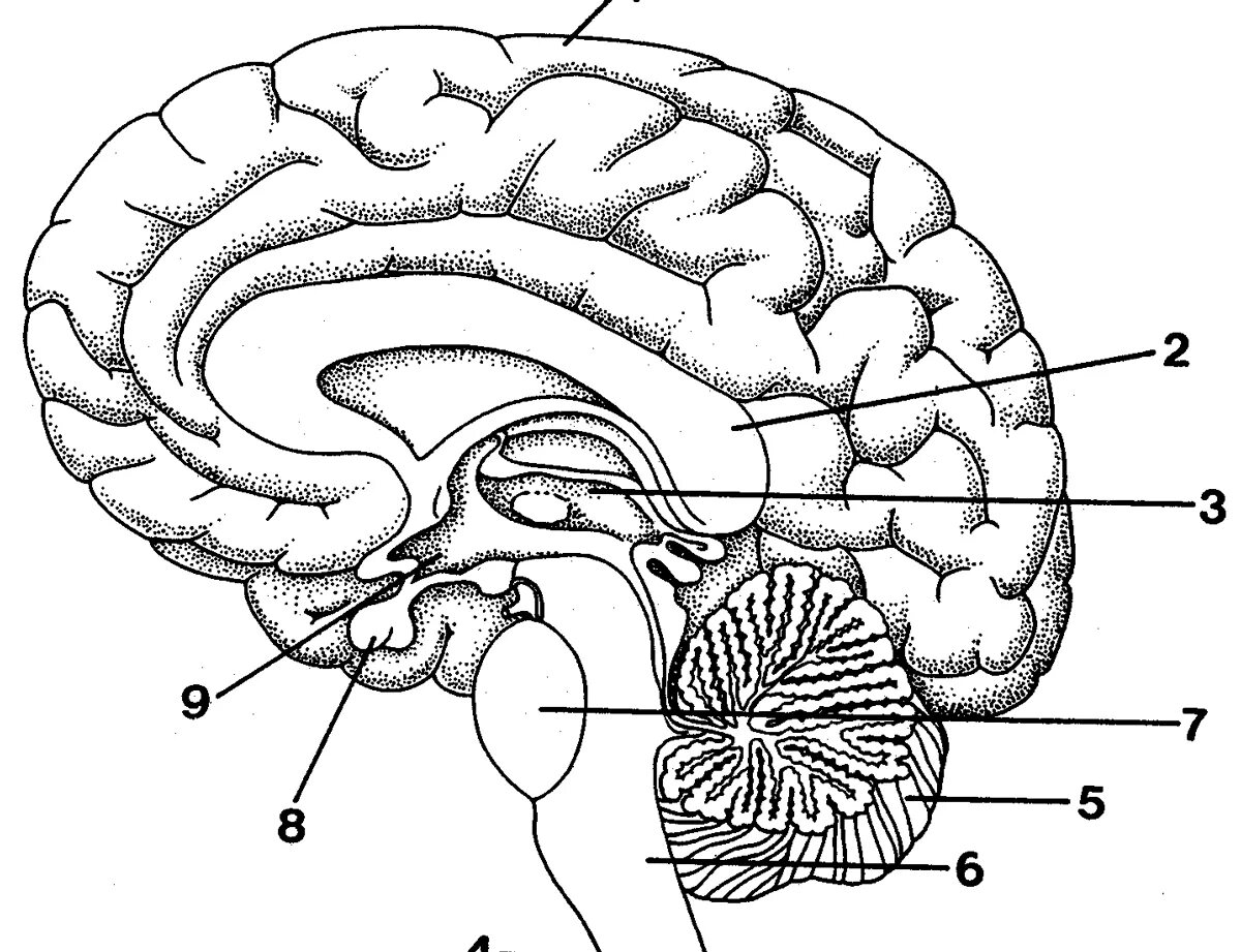 Рисунок мозга биология 8 класс. Отделы головного мозга анатомия. Строение головного мозга рисунок схема. Отделы головного мозга схема ЕГЭ. Схема строения задних отделов головного мозга схема.