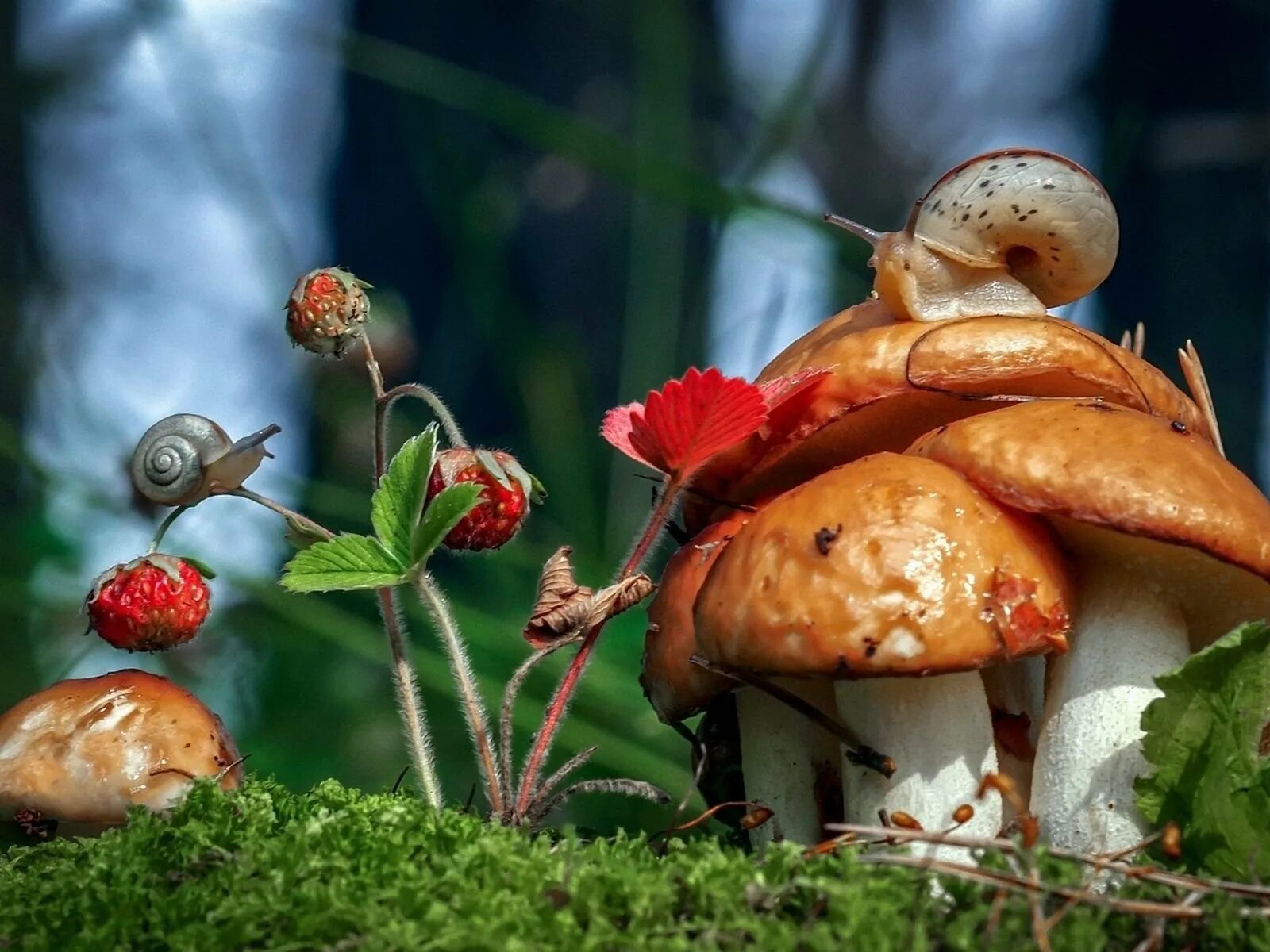 Карагодники грибы. Осенние грибы. Осень грибы. Лес грибы ягоды. Ой грибочки