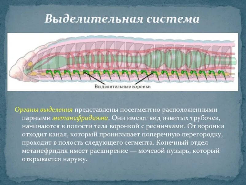 Кольчатые черви выделительная система. Выделительная система кольчатых червей. Тип выделительной системы кольчатых червей. Тип кольчатые черви выделительная система