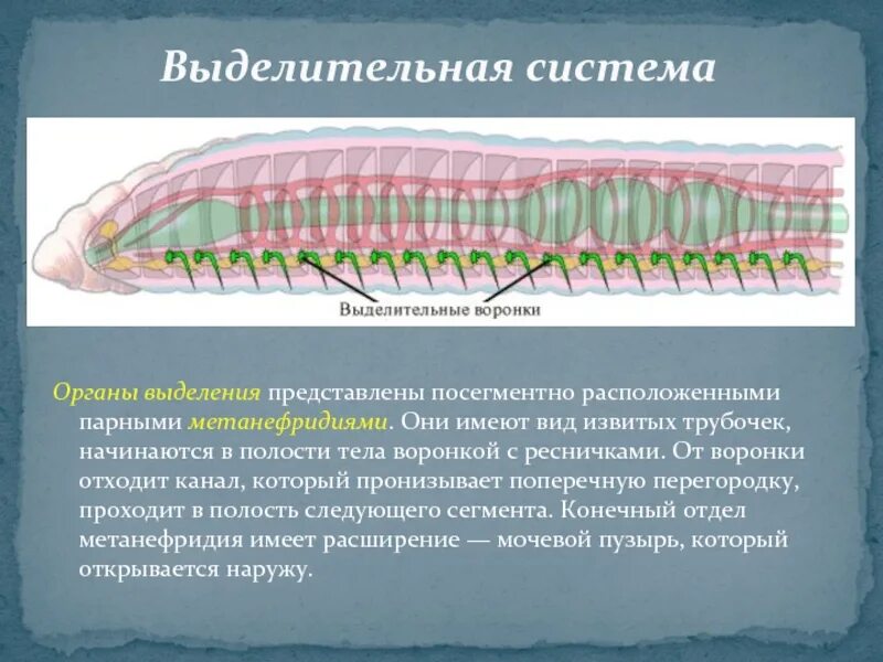 Тип кольчатые черви выделительная система. Выделительная система кольчатых червей. Выделения и выделительная система кольчатых червей. У кольчатых червей есть выделительная система. К группе кольчатых червей относятся