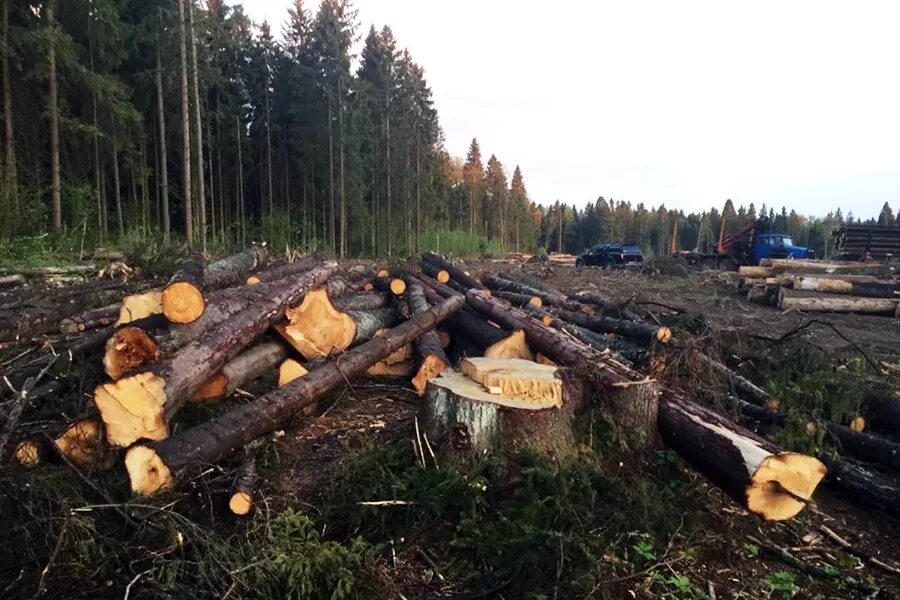 Охрана леса от вырубки. Вырубка леса Московская область Горьковское шоссе. Алабушево лес. Вырубка деревьев. Санитарная рубка леса.