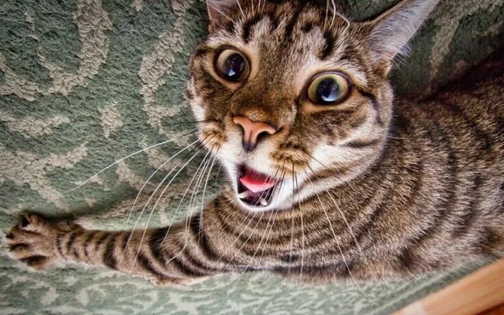 Loki on Twitter Cute cats, Funny cat pictures, Pretty cats