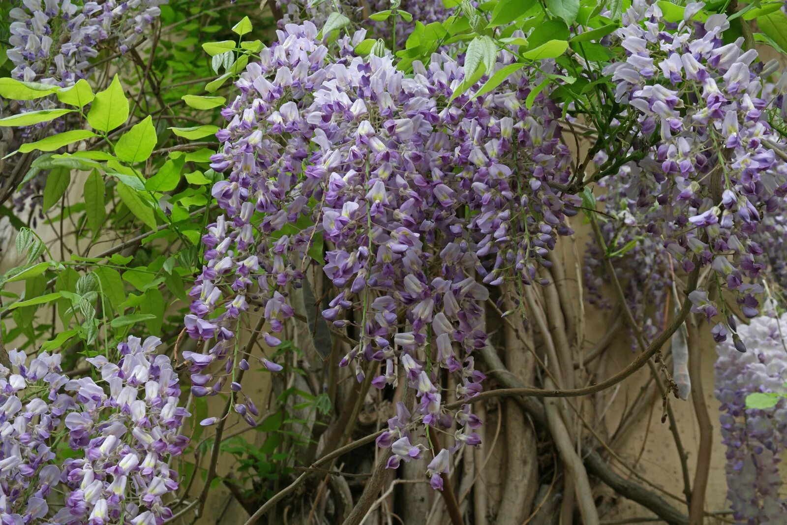 Floribunda Глициния. Глициния floribunda rosea. Глициния Вистерия флорибунда. Глициния (Вистерия) (Wisteria floribunda) красная.