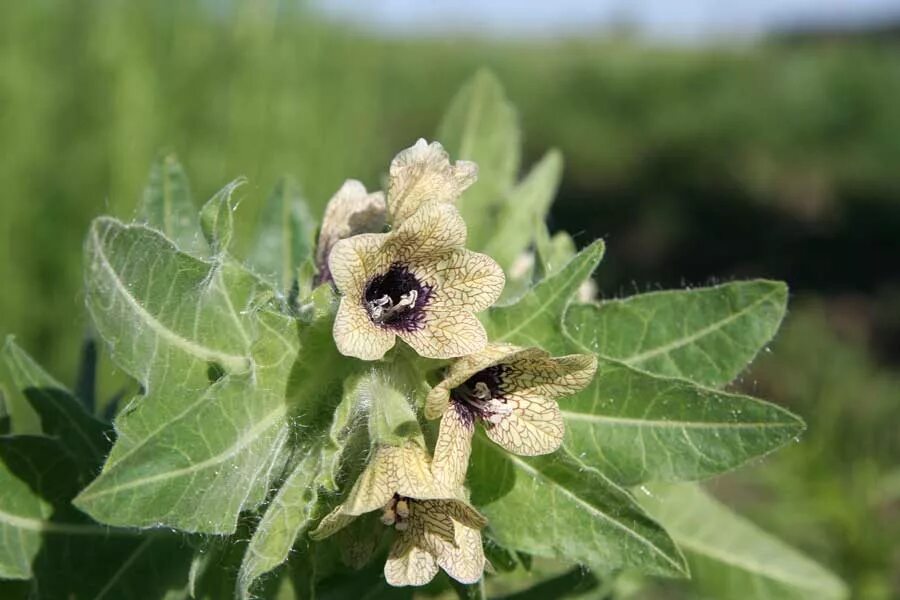 Белена черная ядовитое растение. Белладонна ядовитое растение. Красавка белена дурман. Белена чёрная. Белена бутоны.