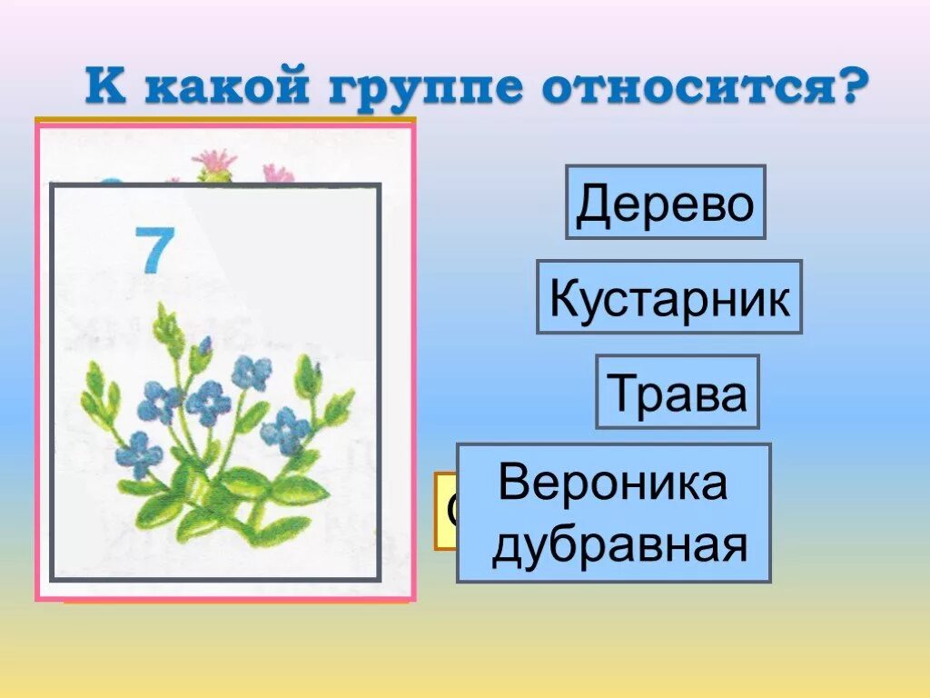 Какие бывают растения окружающий мир 2 класс. К какой группе относится дерево кустарник травянистое растение. К какой группе относятся дерево кустарник. К какой группе относится дерево. Какой/группе/относится/куст.