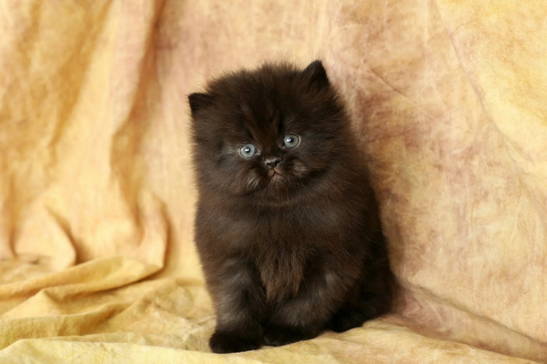Персидская шиншилла шоколадный окрас. Черный персидский котенок. Персидская кошка черная. Персидская кошка шоколадного окраса. От персидской кошки с шоколадной окраской