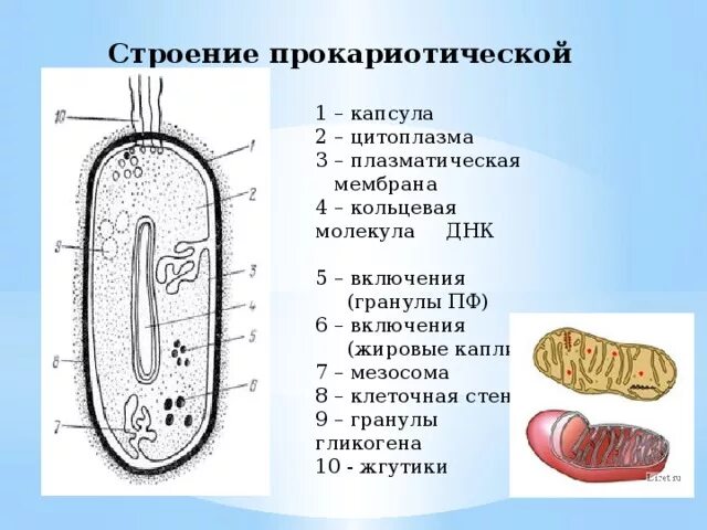 Схема строения прокариотической клетки. Схема строения клетки прокариот. Строение бактериальной клетки прокариот. Основные части прокариотической клетки. Цитоплазматическая мембрана мезосомы