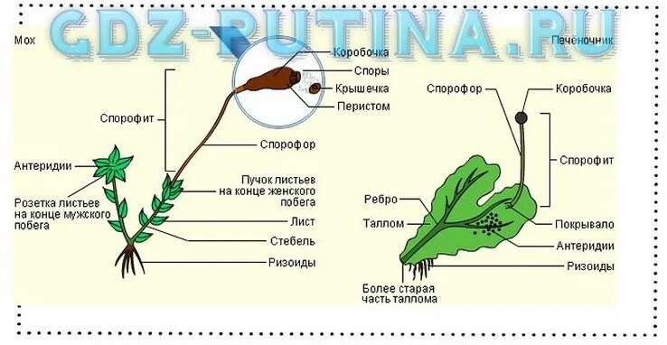 Сходство строения мха и строения водорослей