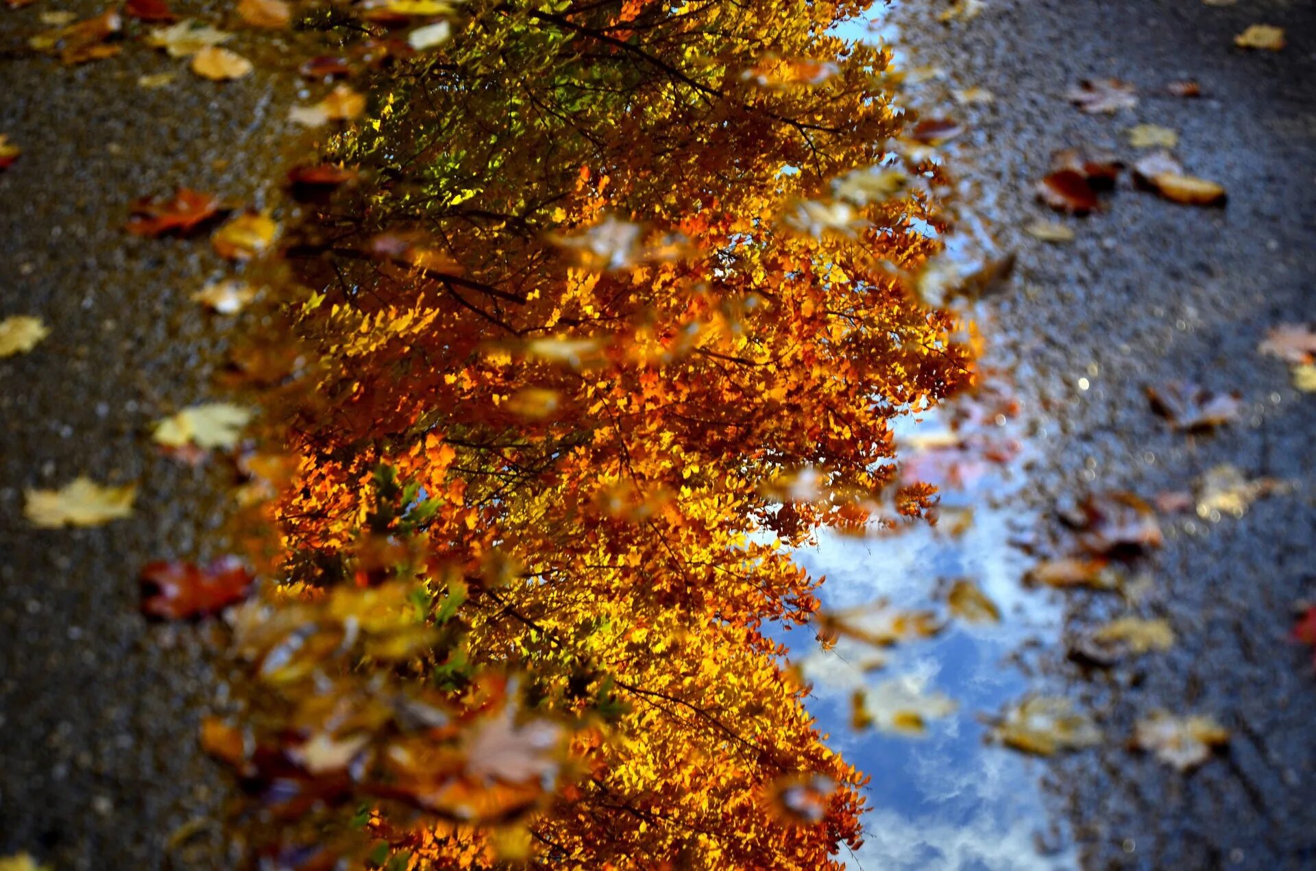 Золотом заполыхала листва. Дождливая осень. Осень дождь. Осень вода. Картинки на рабочий стол осень дождь.