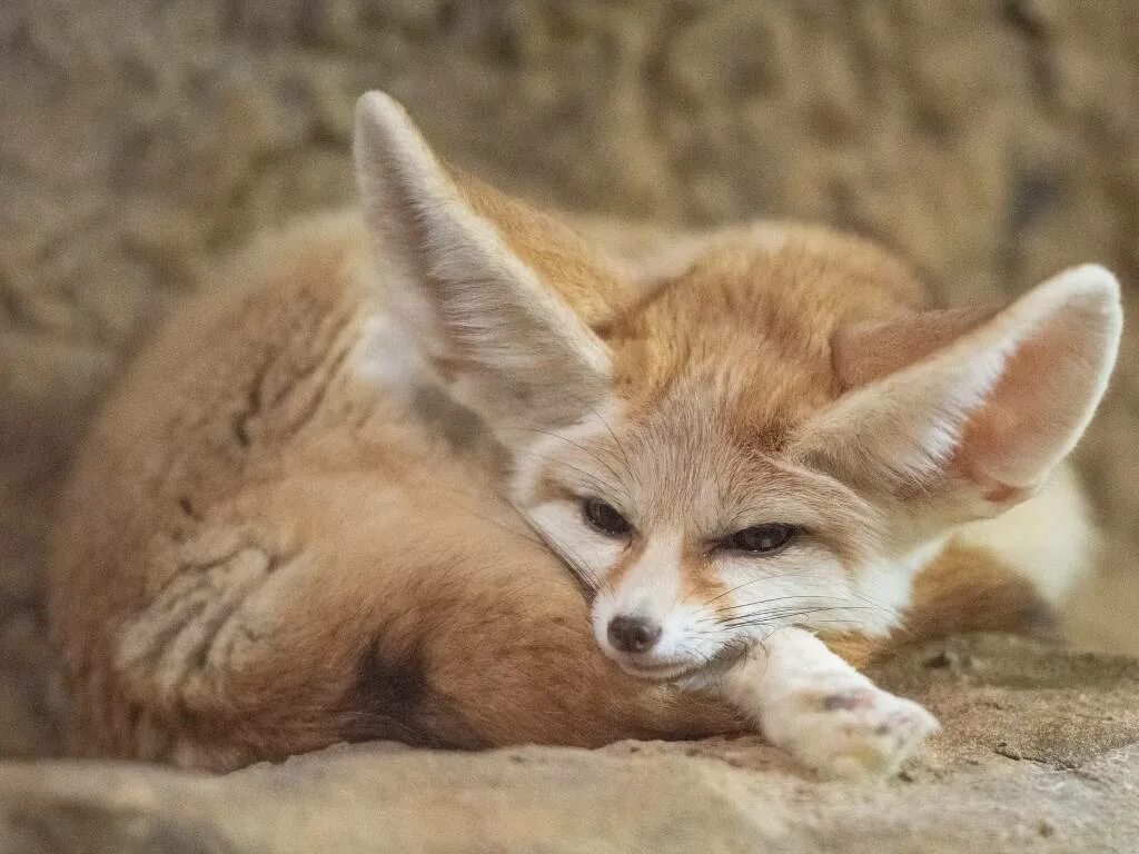 Fennec fox