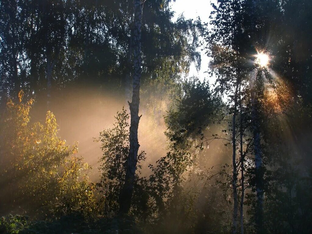 Лес утром днем и вечером. Саламанов а утро в лесу. салманов утро в лесу. салманов утро в лесу и вечер. утро лес птицы.