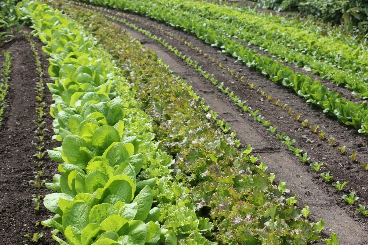 Cool 40+ Vegetable Gardening For Beginner Ideas https://pinarchitecture.com/40-v