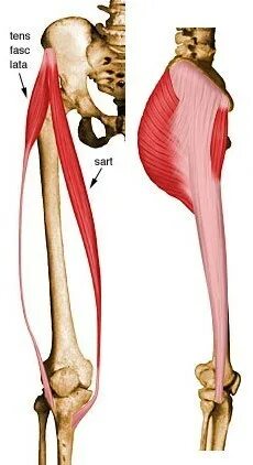 Tensor c. Tensor fasciae latae. musculus tensor fasciae latae. m tensor fasciae latae. напрягатель широкой фасции m. tensor fasciae latae.